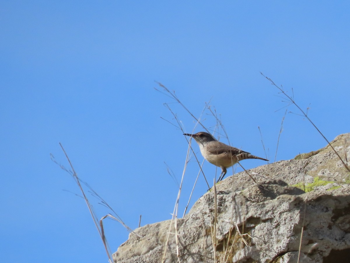 Rock Wren - ML644829320