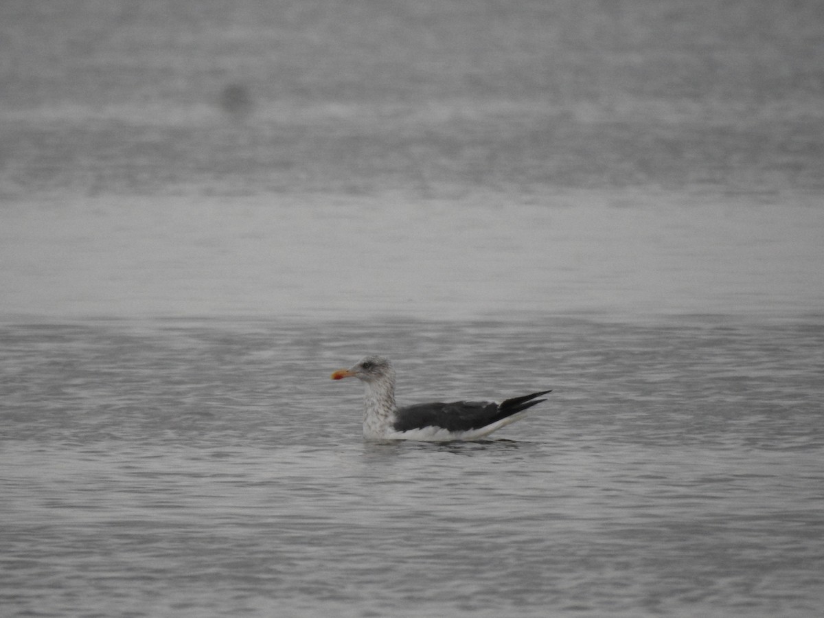 Lesser Black-backed Gull - ML644829321