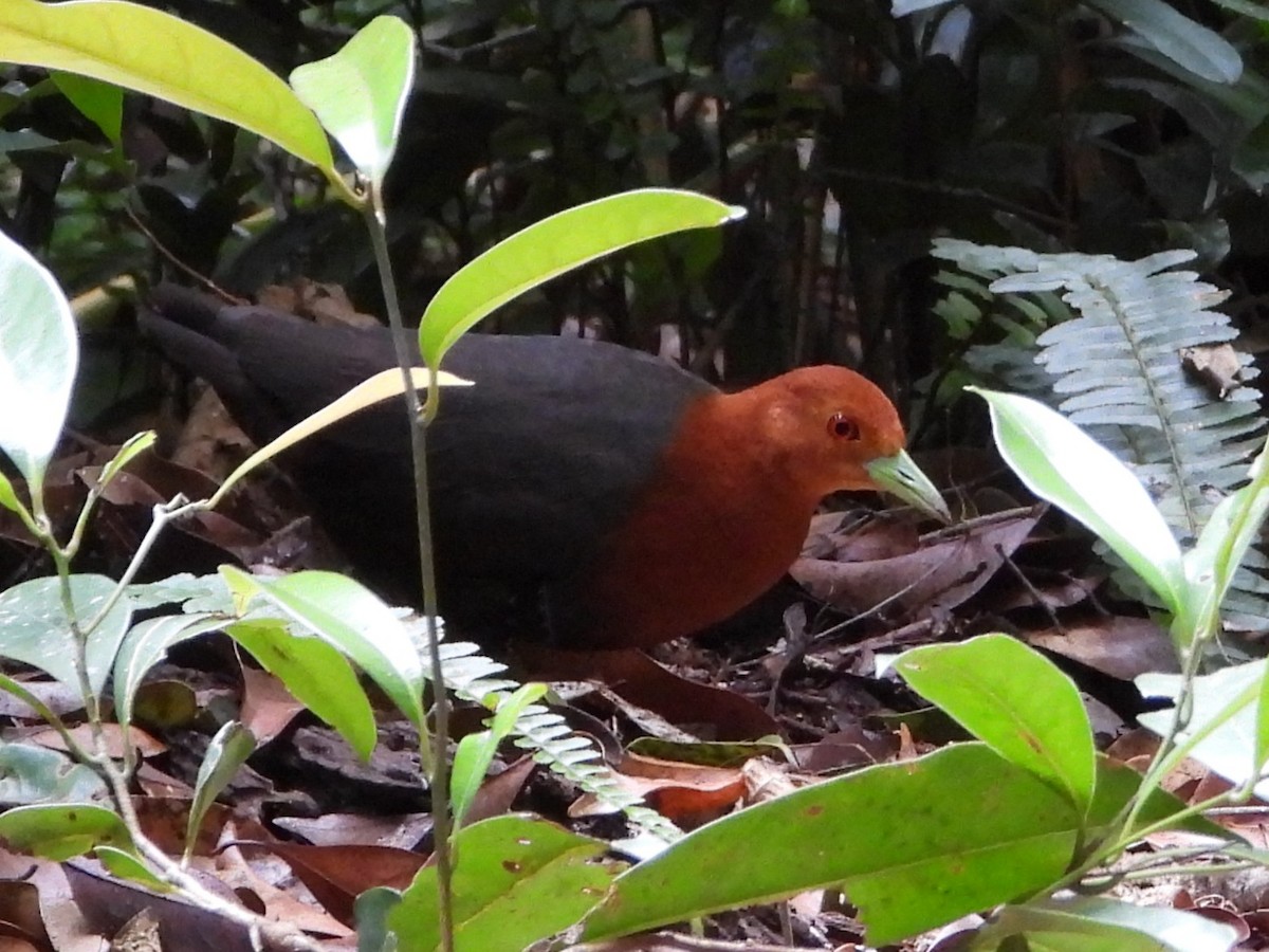 Red-necked Crake - ML644829330
