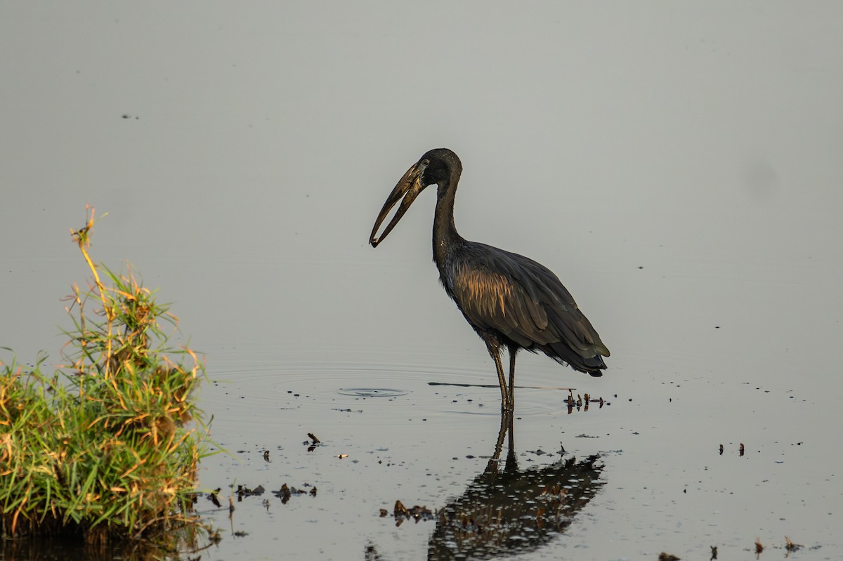 African Openbill - ML644829336