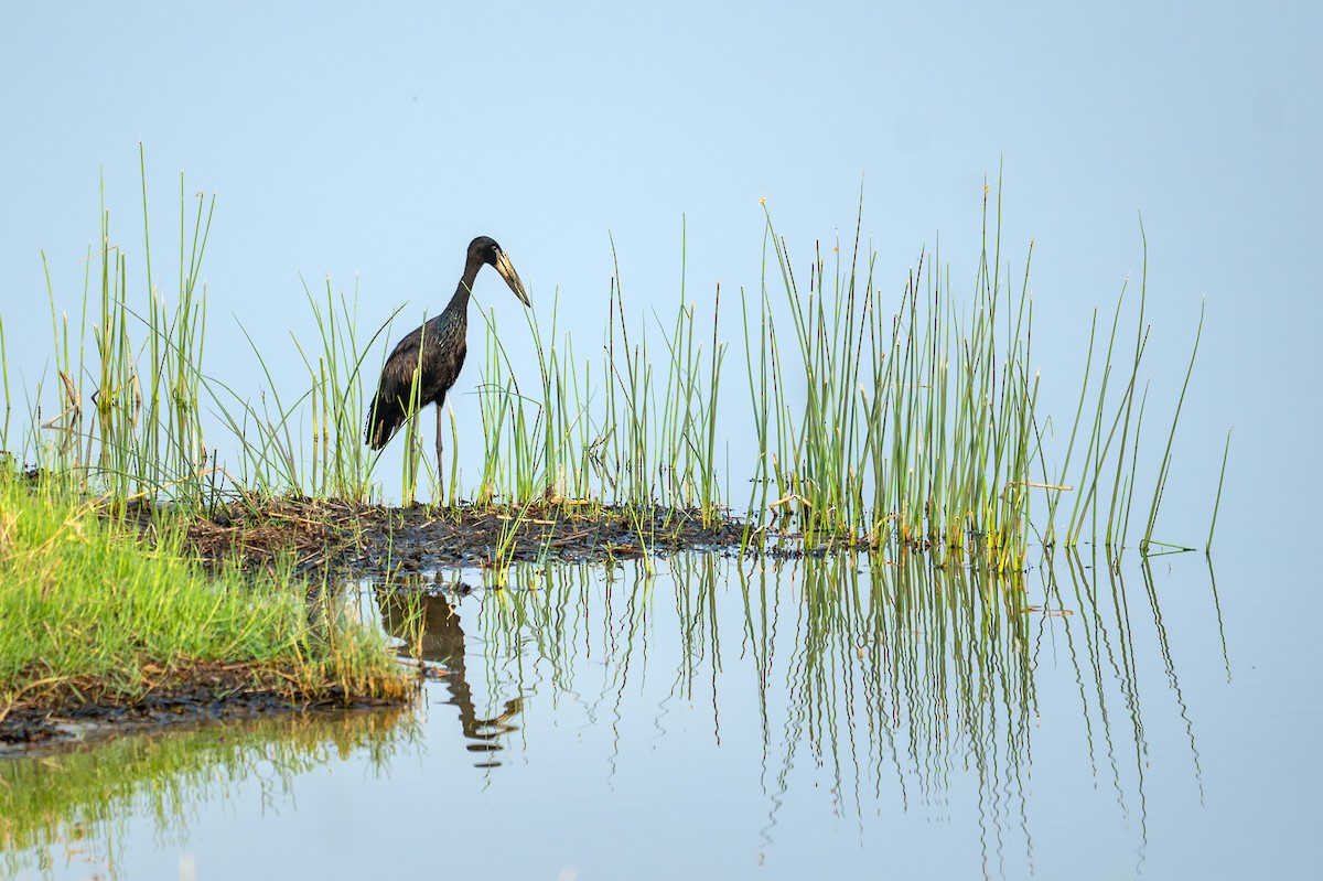 African Openbill - ML644829337