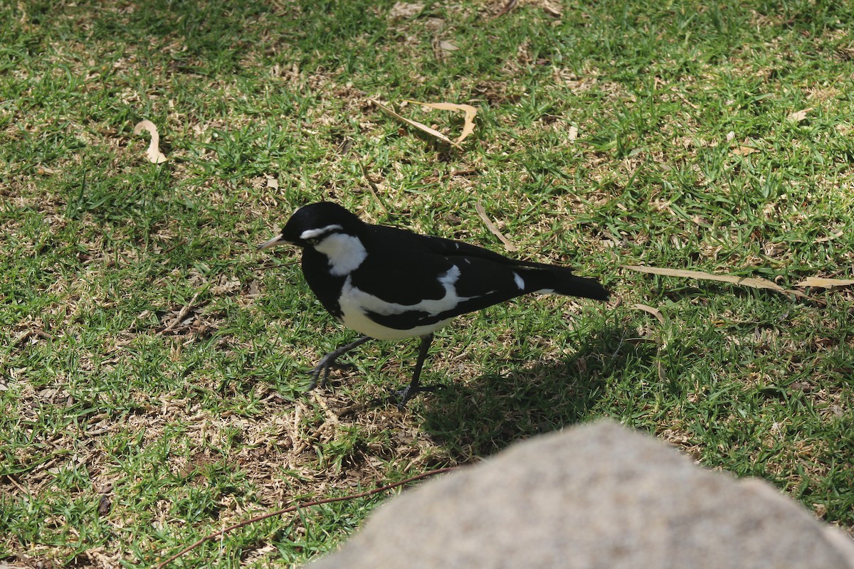 Magpie-lark - ML644829343