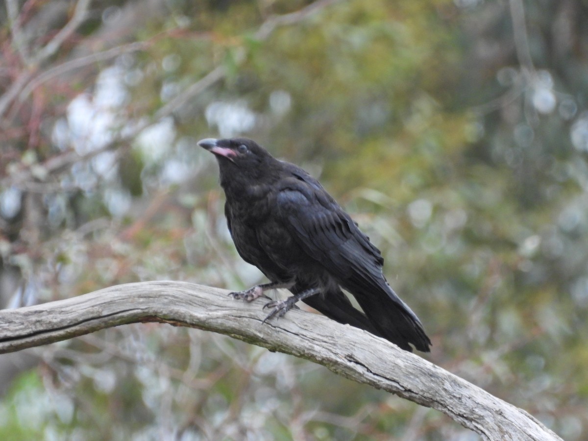 ミナミコワタリガラス - ML644829346