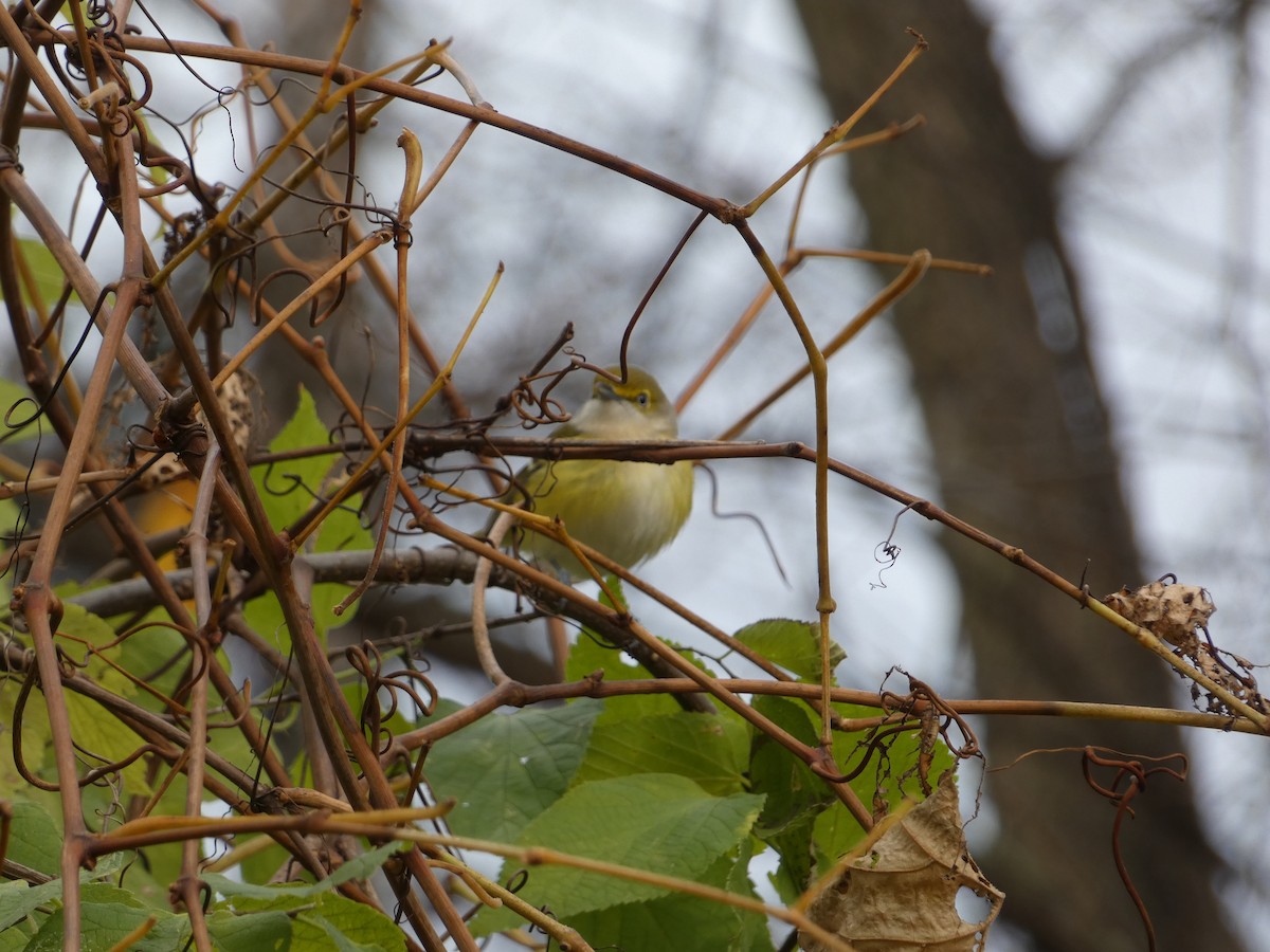 ויראו לבן-עין - ML644829356