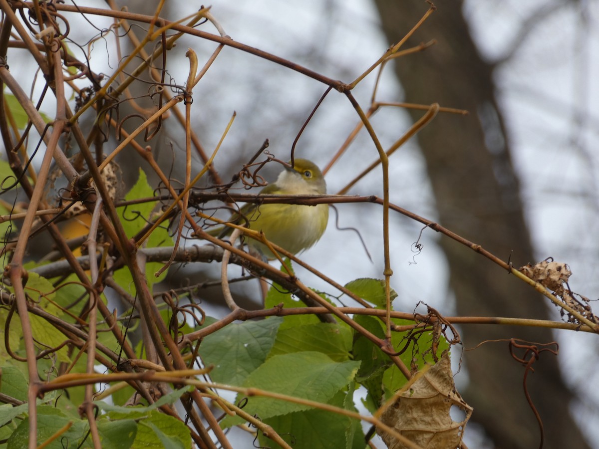 ויראו לבן-עין - ML644829357