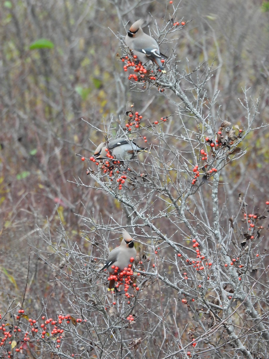 Bohemian Waxwing - ML644829361