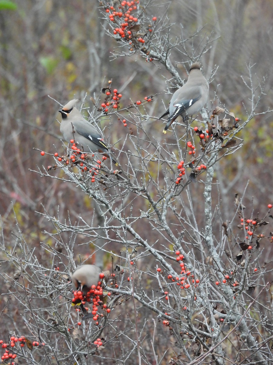 Bohemian Waxwing - ML644829362