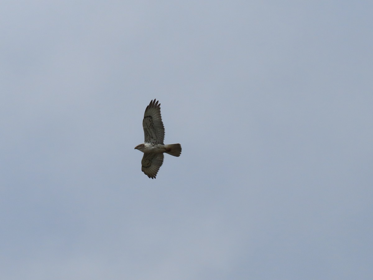 Ferruginous Hawk - ML644829368