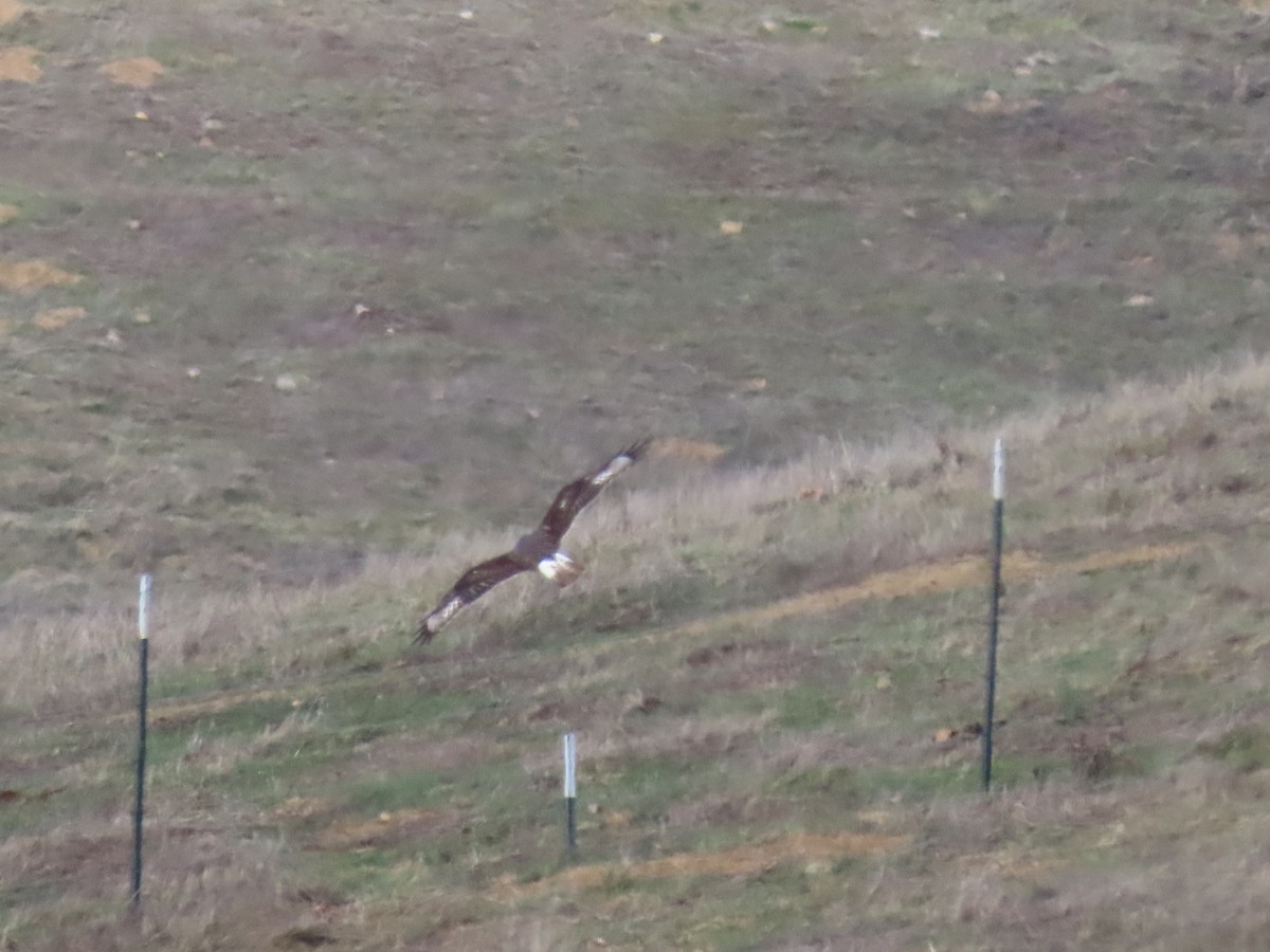 Ferruginous Hawk - ML644829370