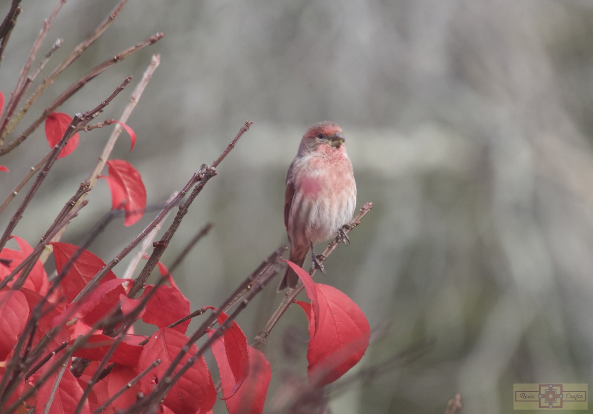House Finch - ML644829389