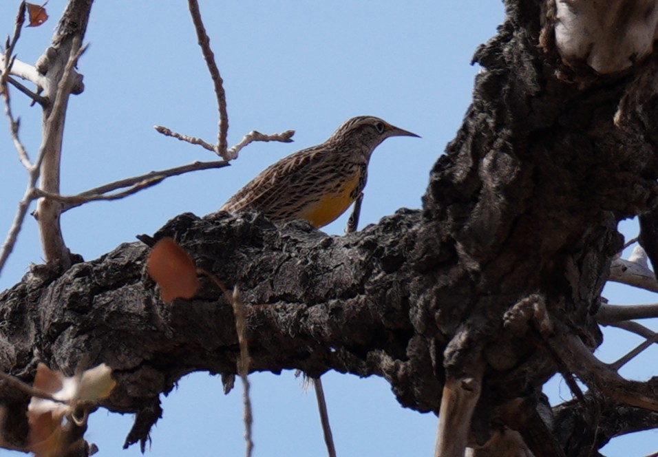 Western Meadowlark - ML644829391