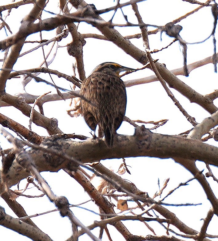 Western Meadowlark - ML644829392