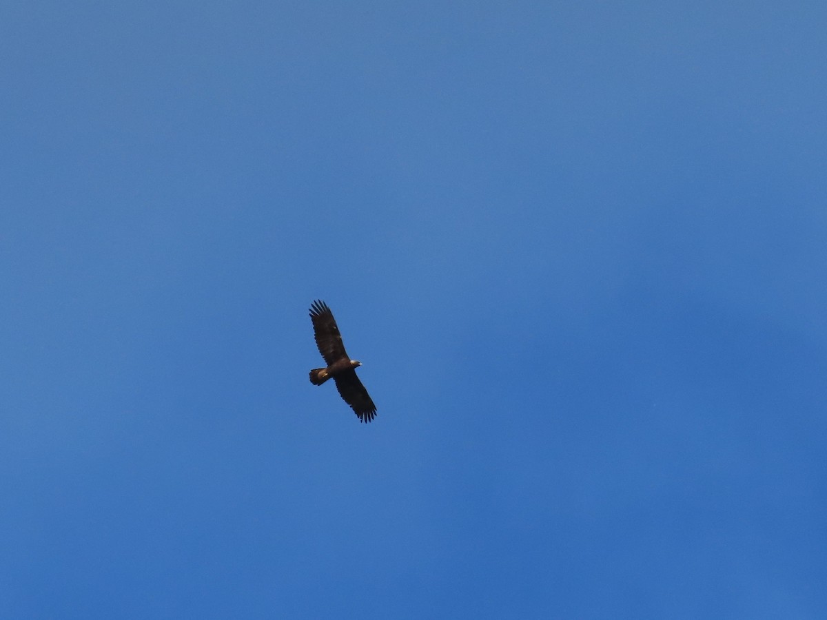 Golden Eagle - ML644829399