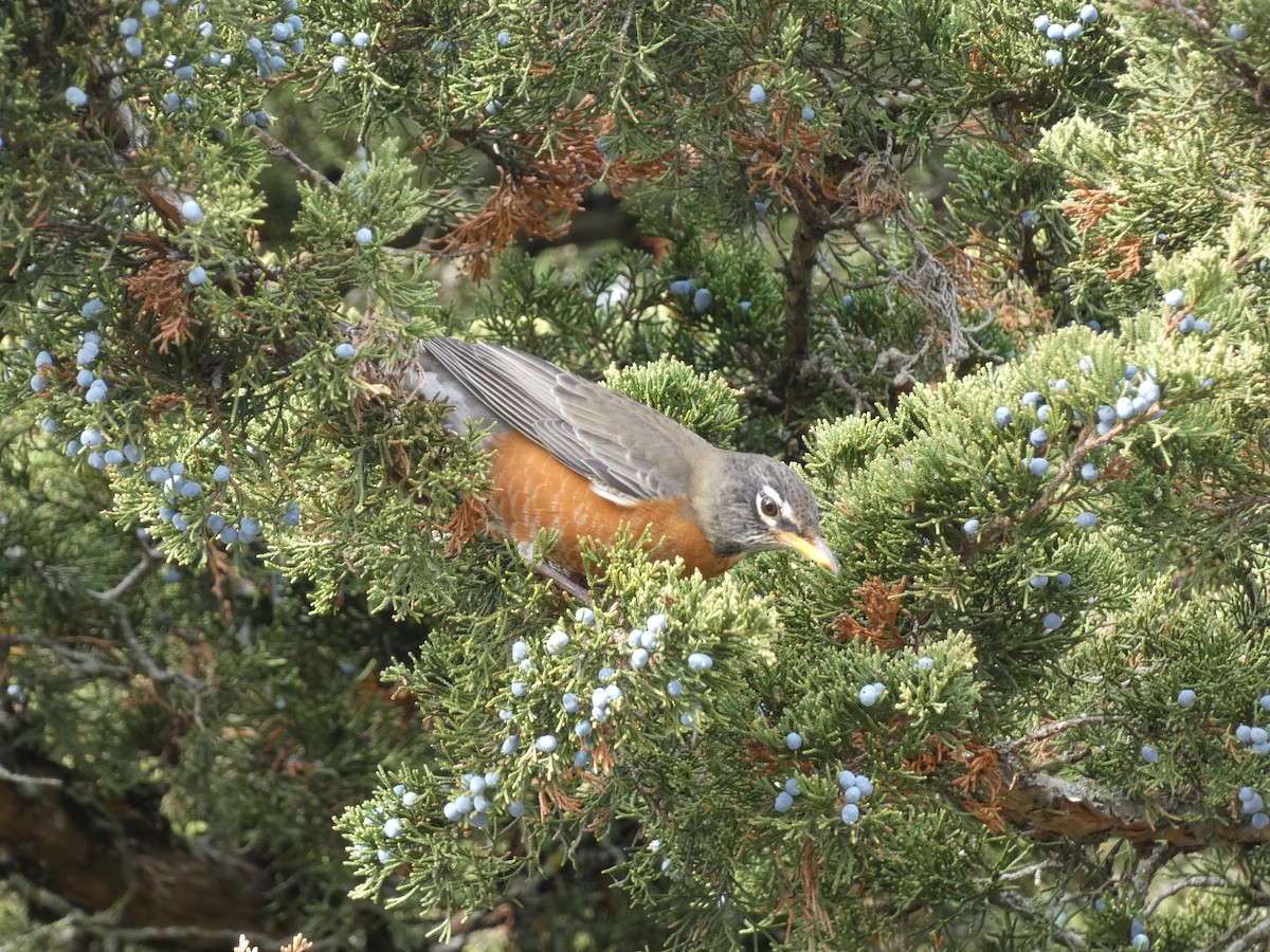 Странствующий дрозд - ML644829403