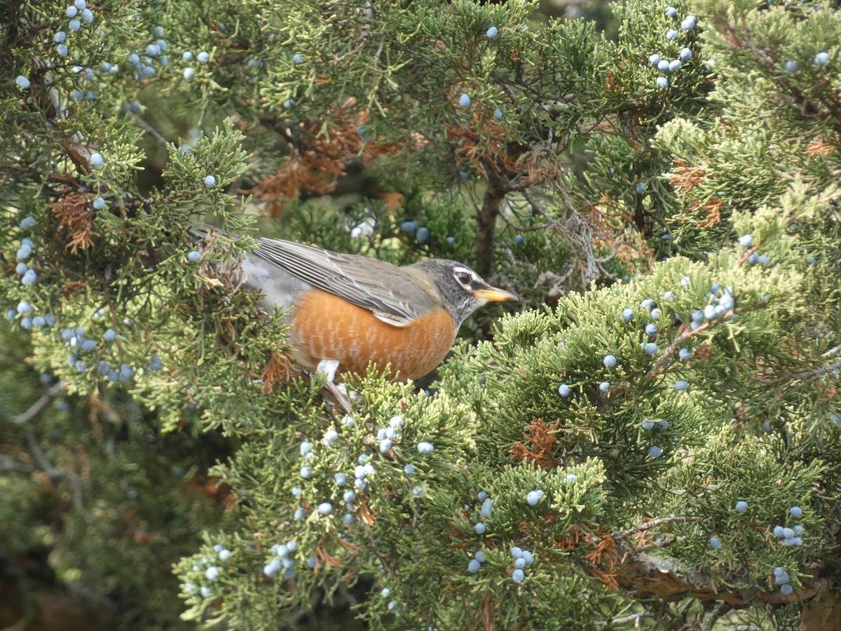 Странствующий дрозд - ML644829404