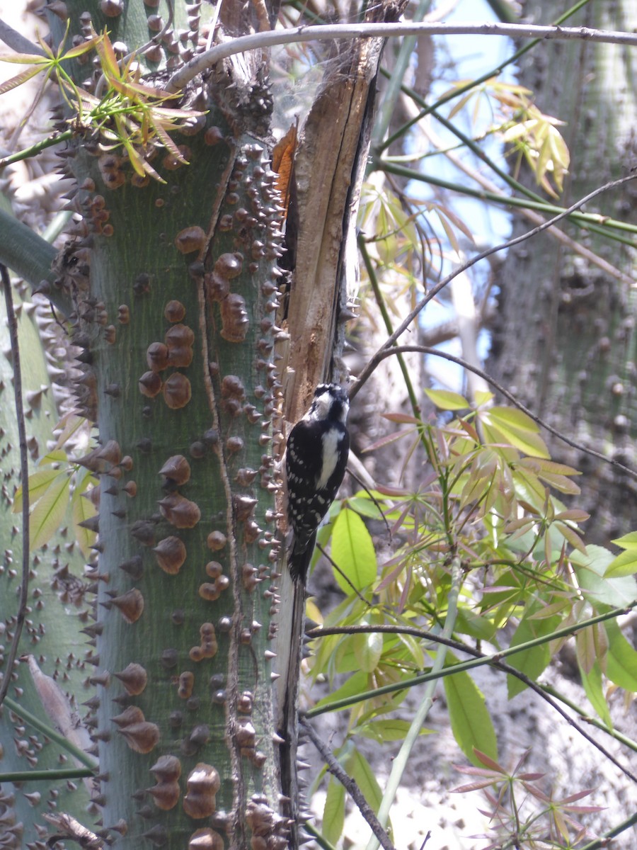 Downy/Hairy Woodpecker - ML644829405