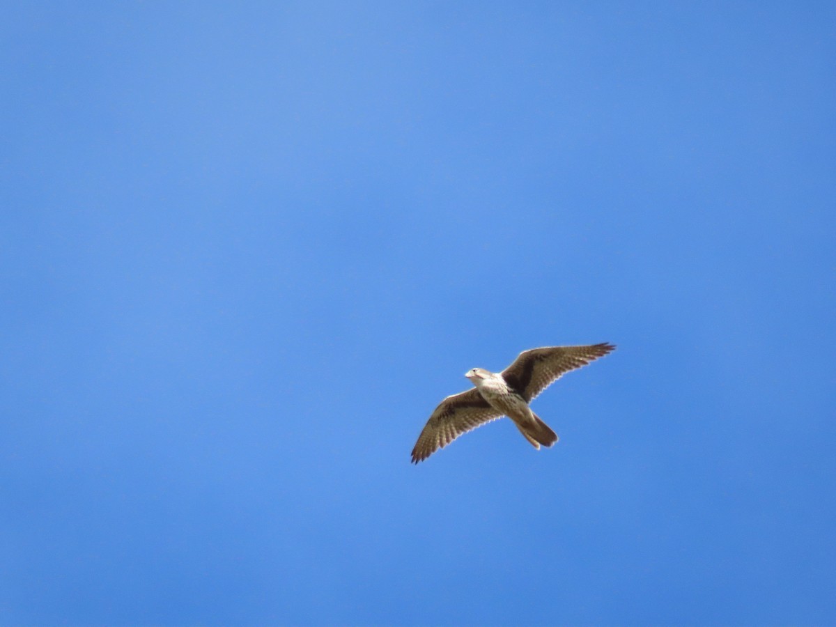 Prairie Falcon - ML644829415