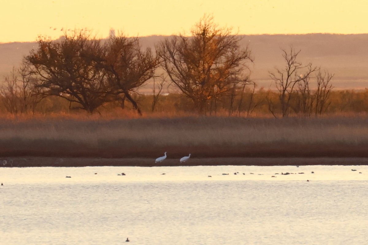 trompettrane - ML644829422