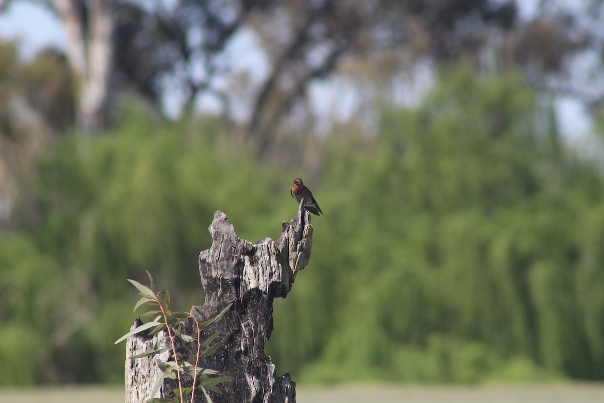 Welcome Swallow - ML644829437