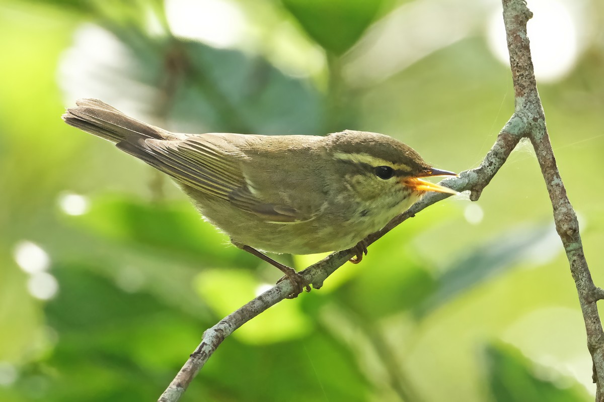 Arctic Warbler - ML644829446