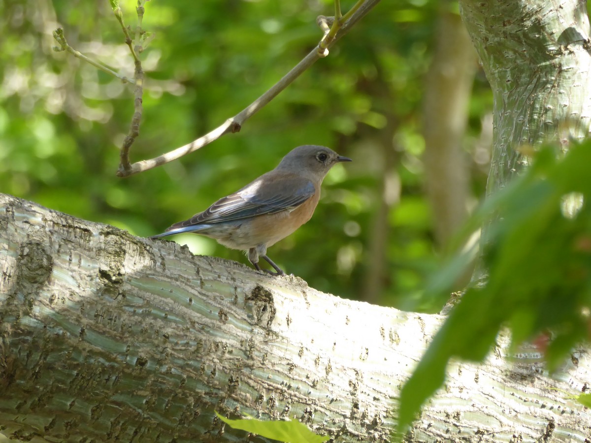 vestblåfugl - ML644829447