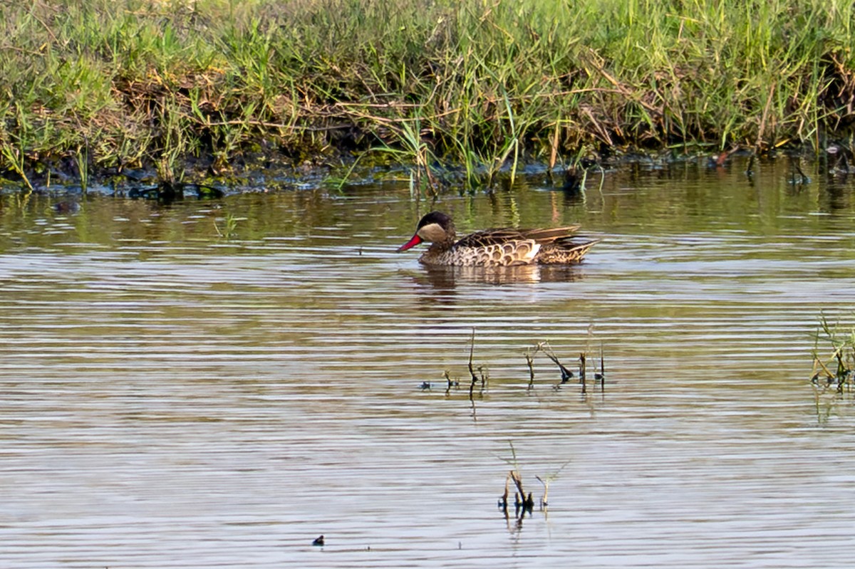 Ánade Piquirrojo - ML644829460