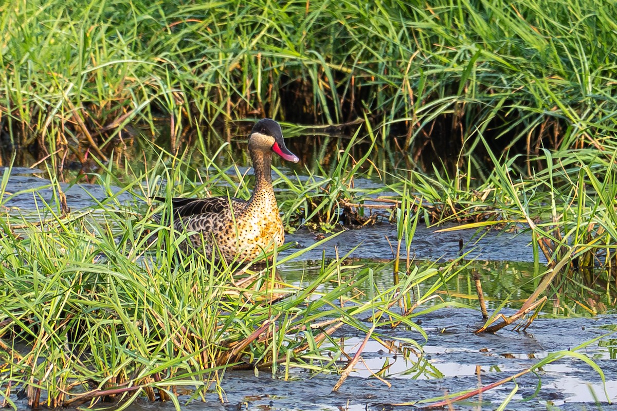 Ánade Piquirrojo - ML644829461