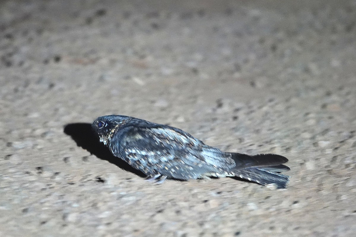 Chotacabras Bigotudo - ML644829465