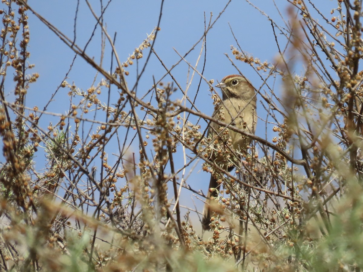 Rufous-crowned Sparrow - ML644829466