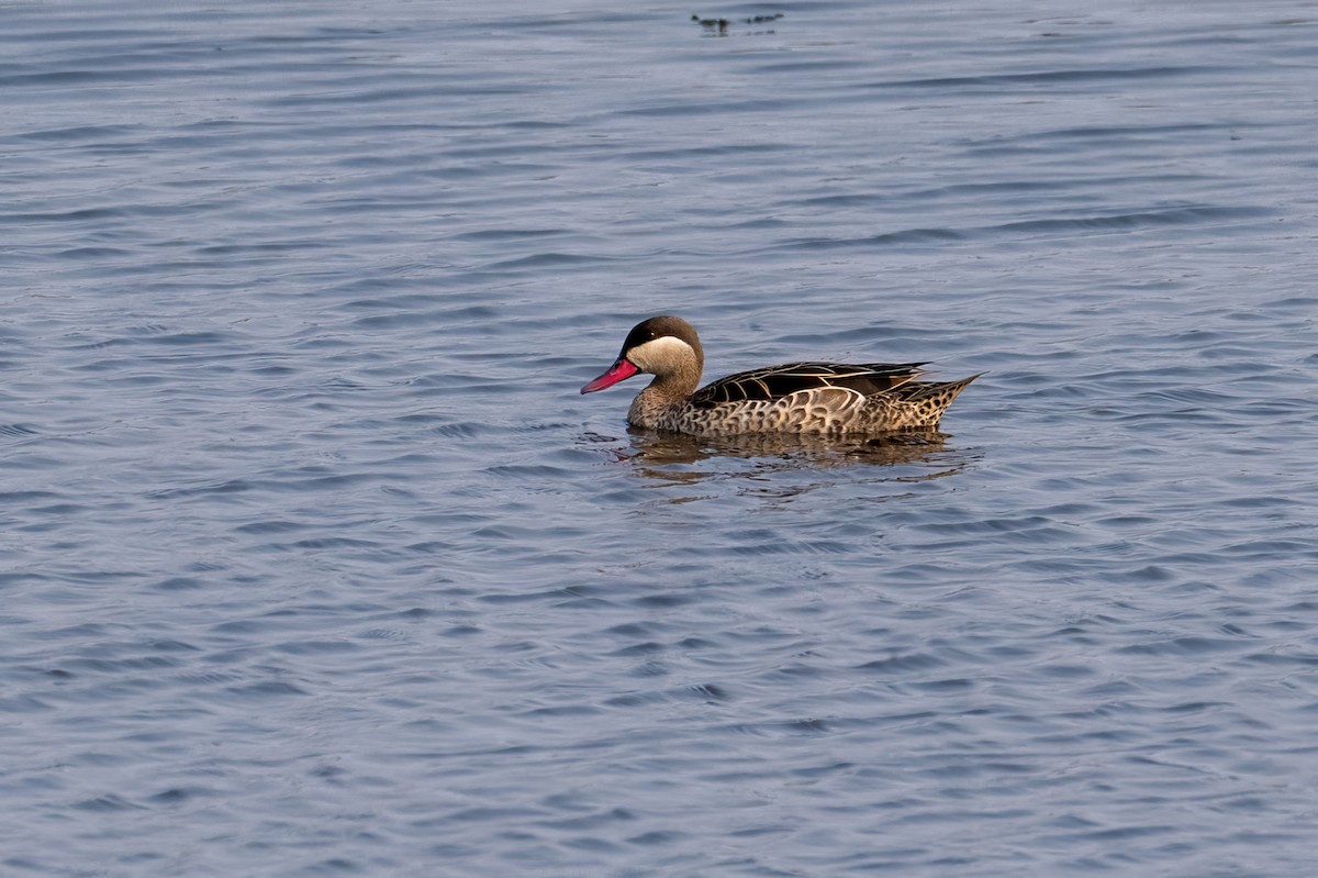Ánade Piquirrojo - ML644829469