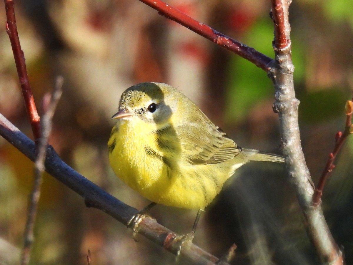 Prairie Warbler - ML644829483