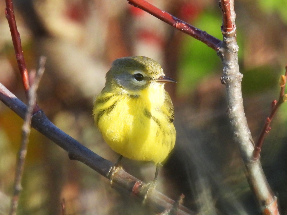 Prairie Warbler - ML644829484