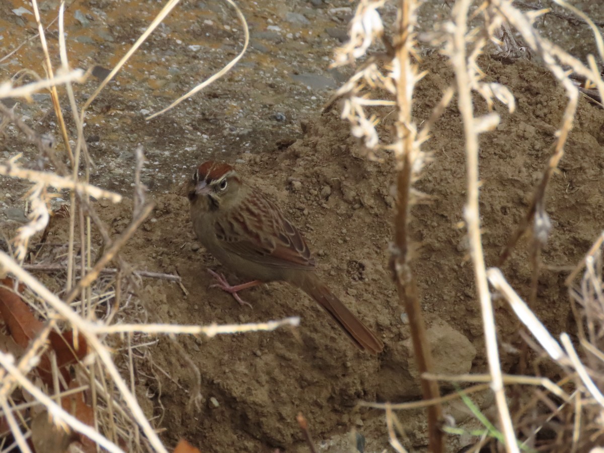 Rufous-crowned Sparrow - ML644829495