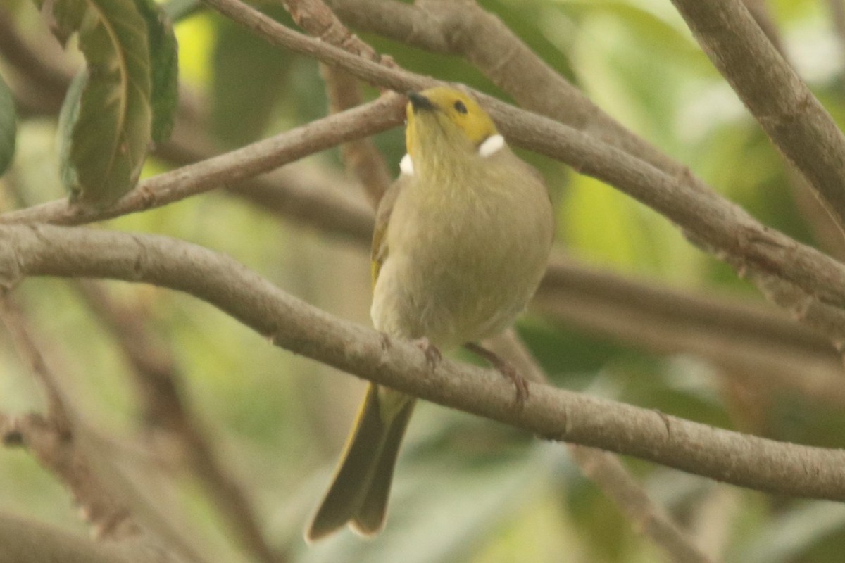 White-plumed Honeyeater - ML644829497