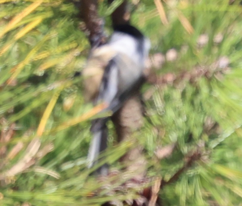 Amerika Baştankarası - ML644829504