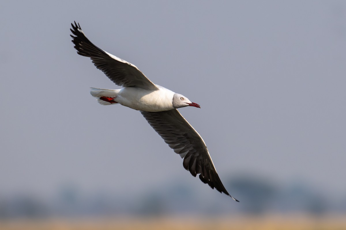Gray-hooded Gull - ML644829505