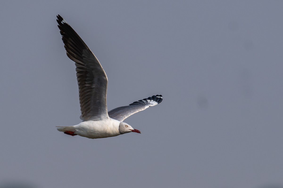 Gray-hooded Gull - ML644829506