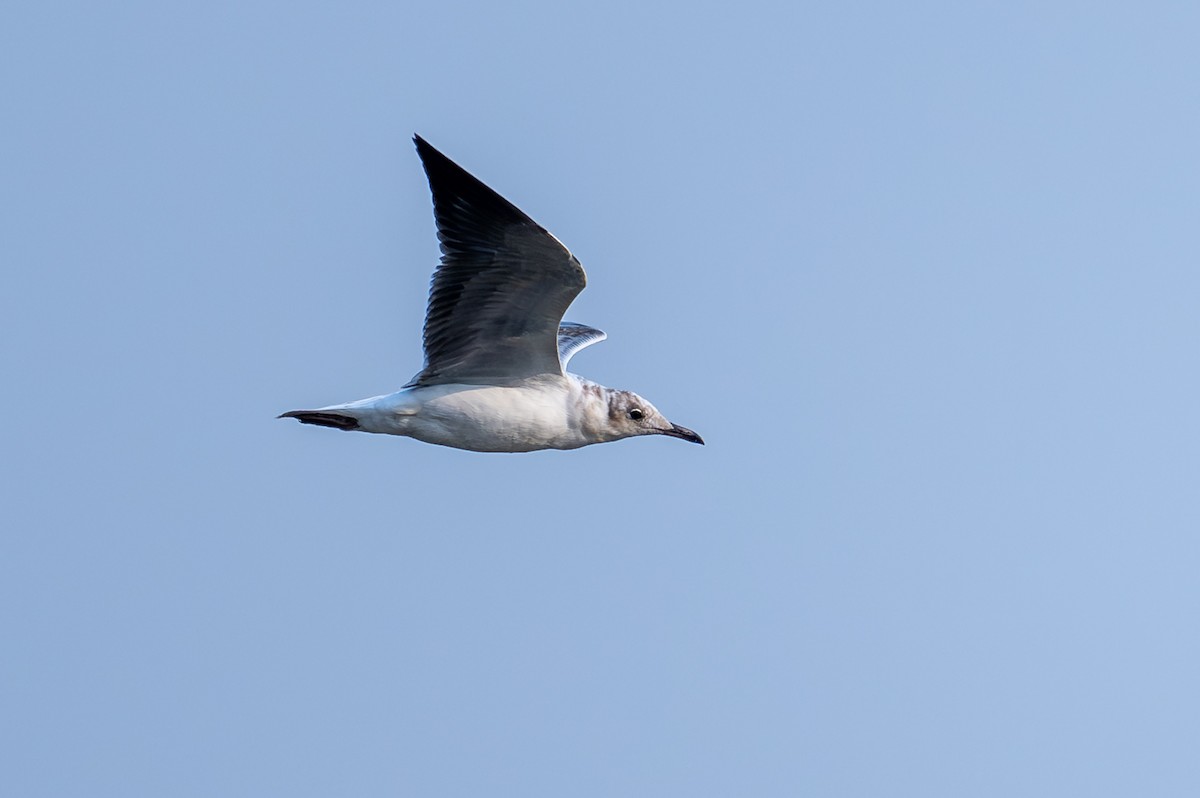 Gray-hooded Gull - ML644829507