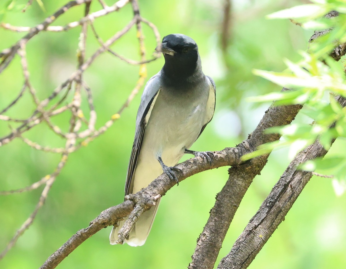 Black-faced Cuckooshrike - ML644829508