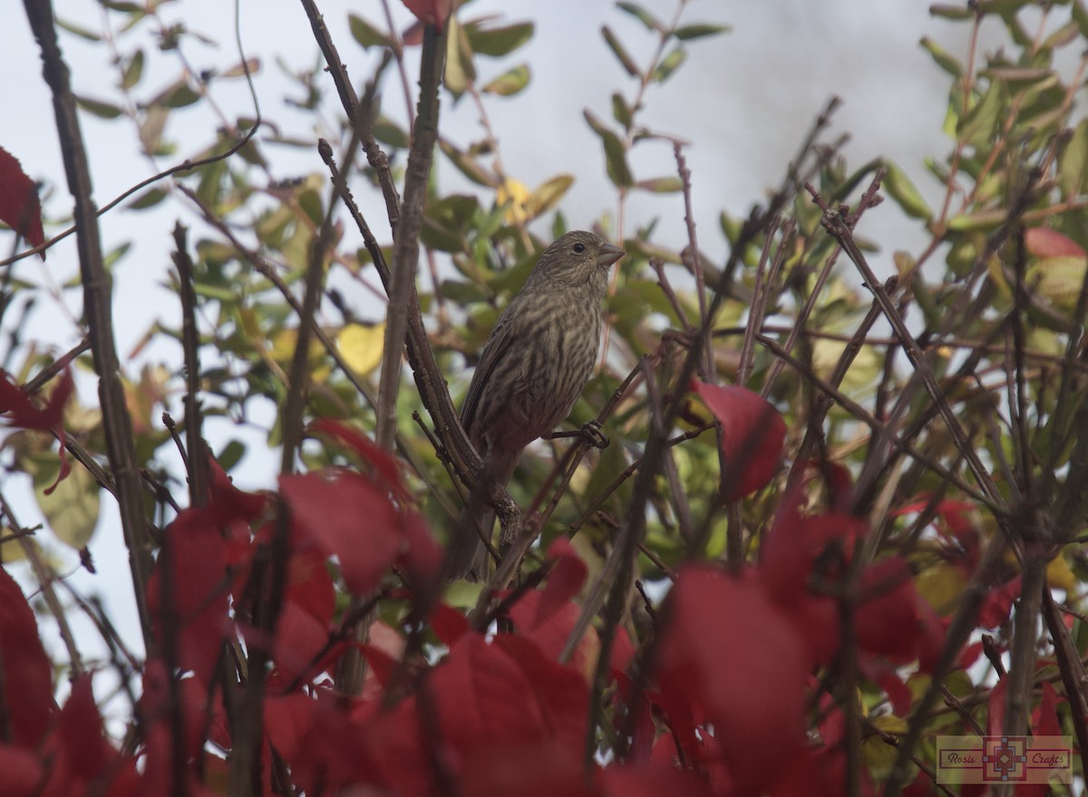 House Finch - ML644829512