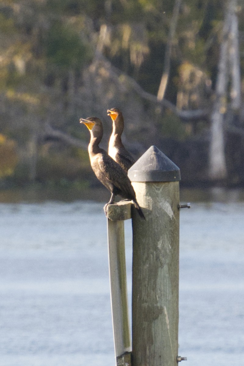 Double-crested Cormorant - ML644829518