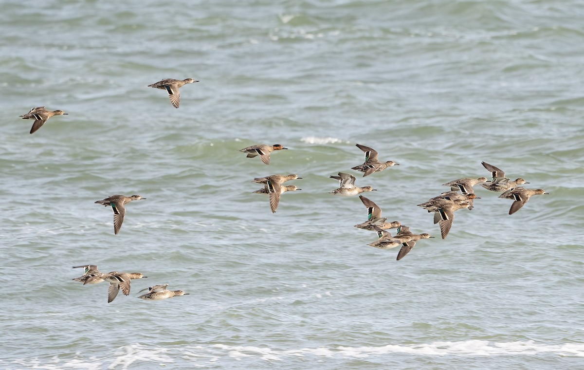 Green-winged Teal - ML644829519