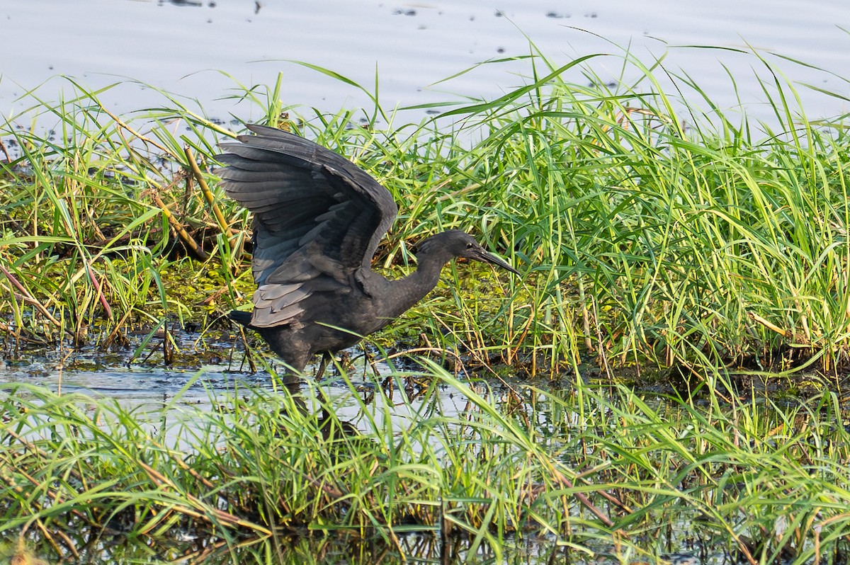 Glockenreiher - ML644829533