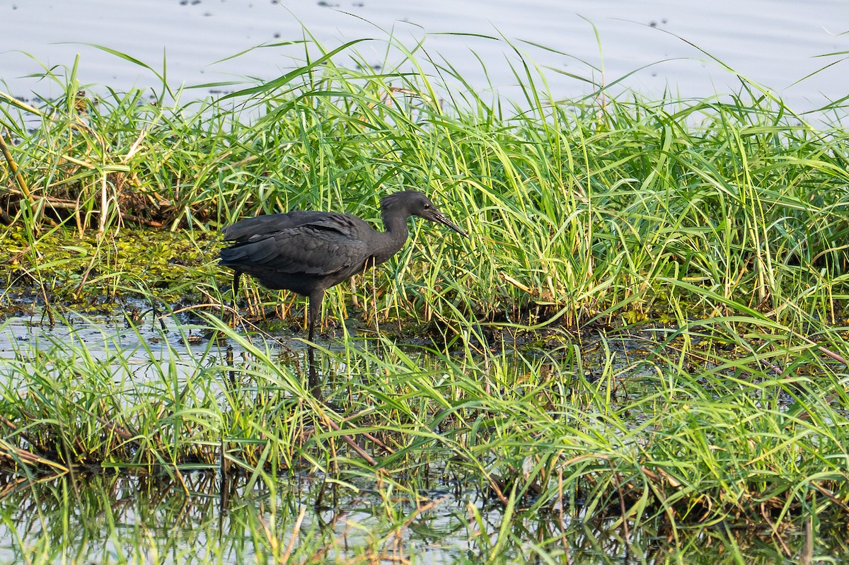 Glockenreiher - ML644829534