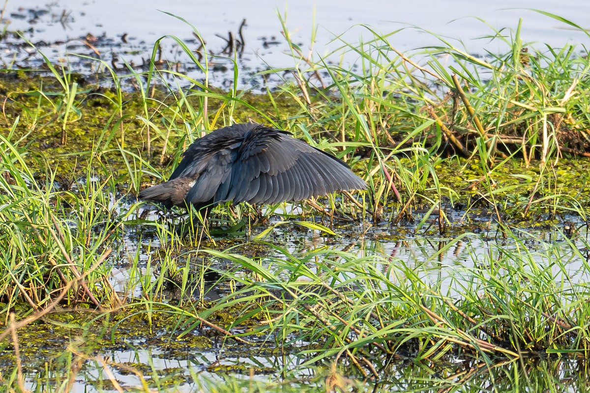 Glockenreiher - ML644829535