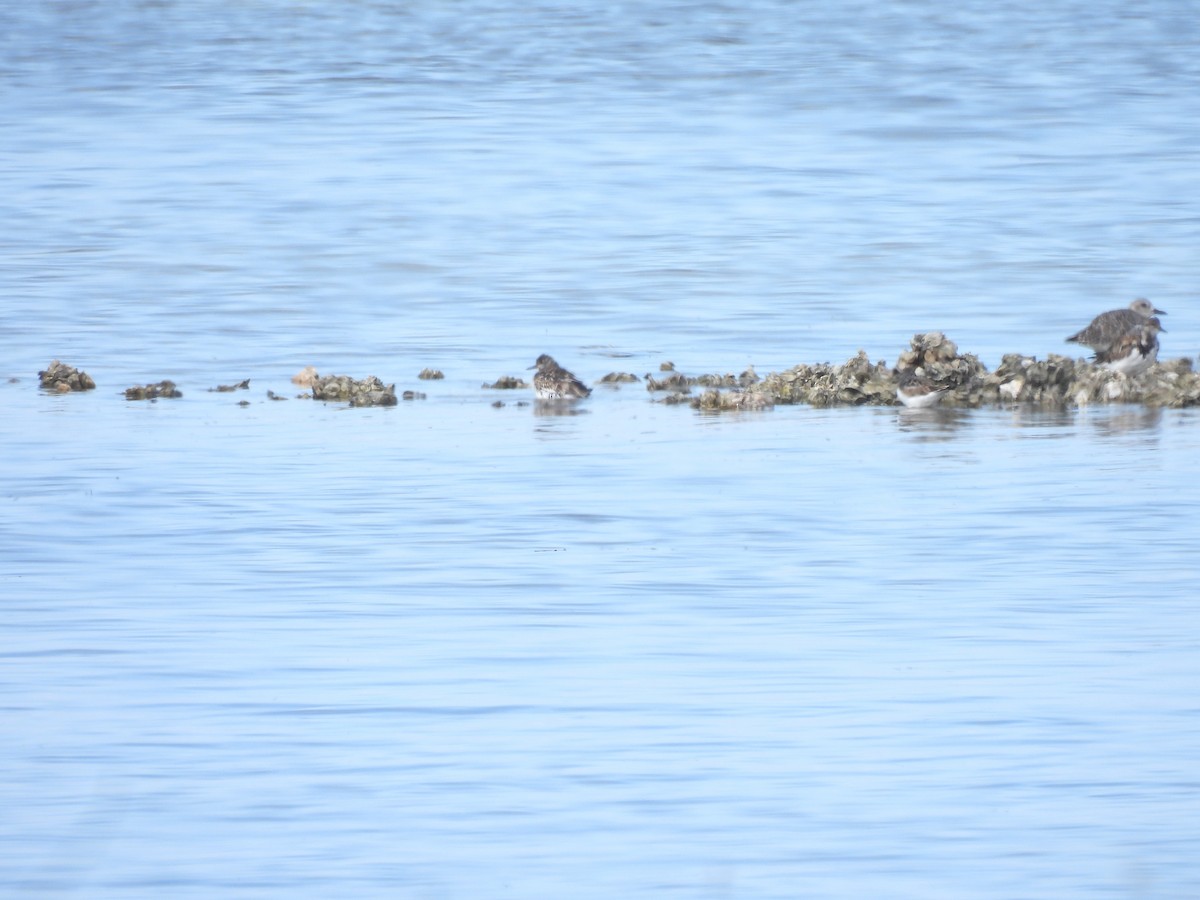 ダイゼン - ML644829537