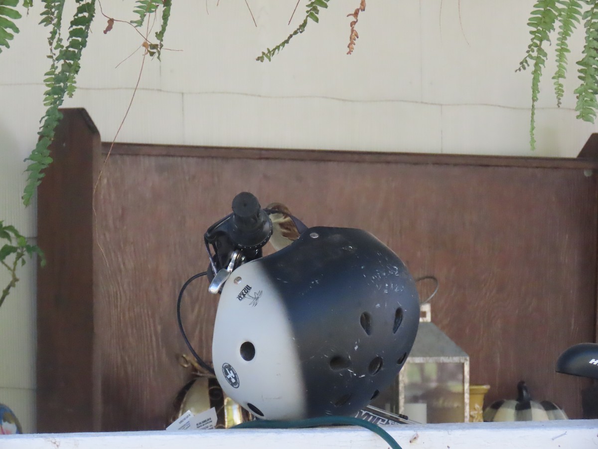 Gorrión Común - ML644829538