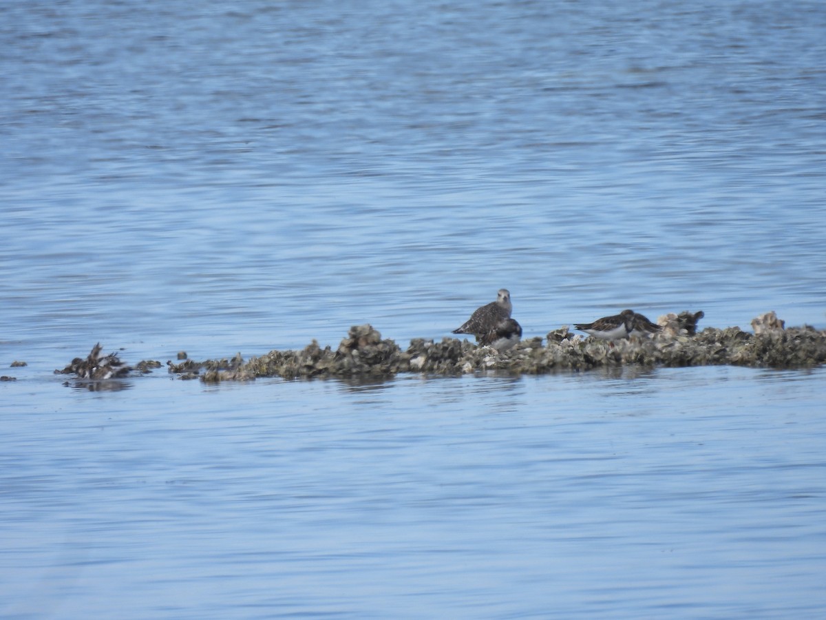 ダイゼン - ML644829539