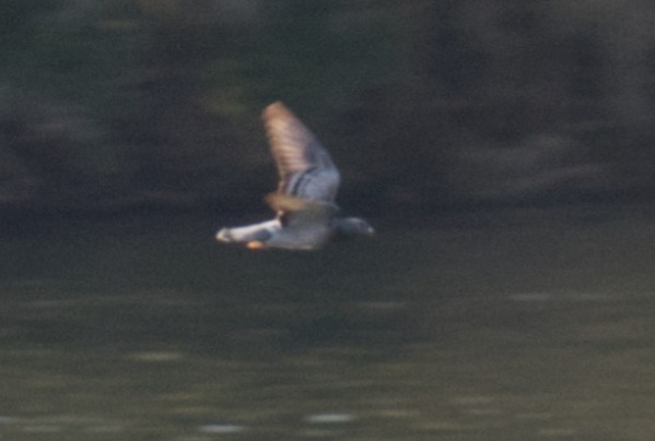 カワラバト（ドバト、家畜型） - ML644829551