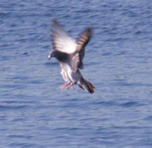 カワラバト（ドバト、家畜型） - ML644829552